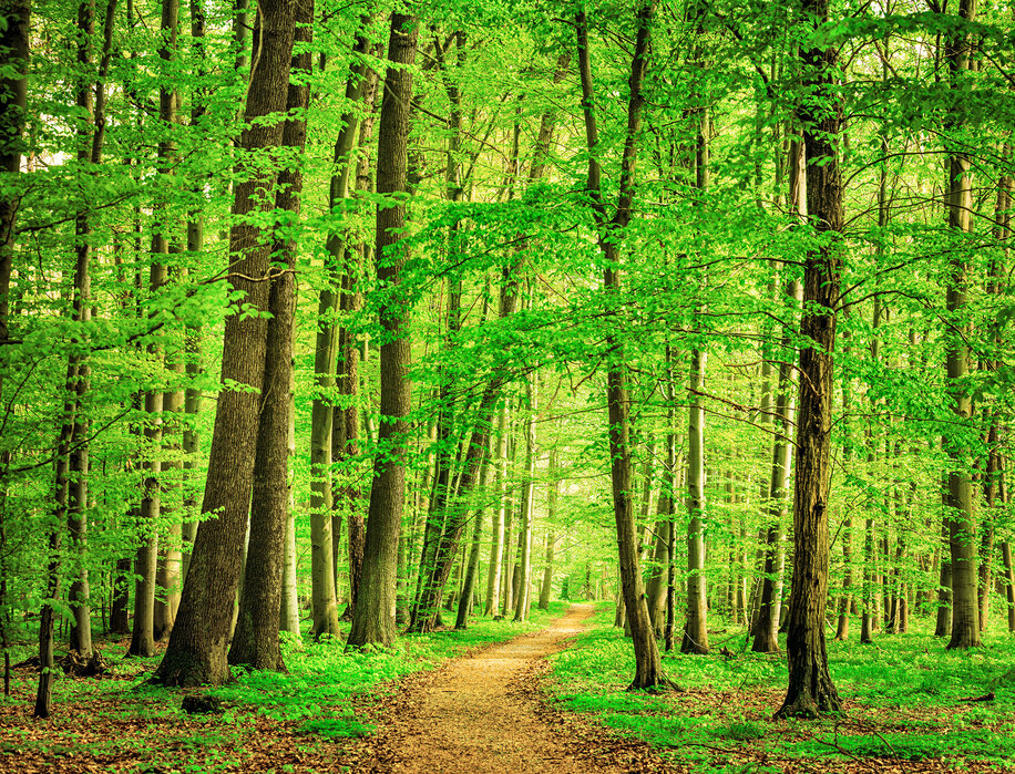 Forest path